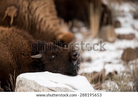 Close up head shot of a bison in Yellowstone National Park; scratching head on a rock