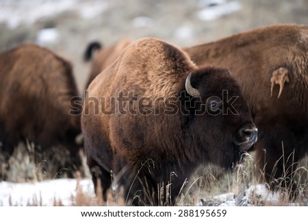 Bison in Yellowstone National Park with head turned to right, full body; cold weather
