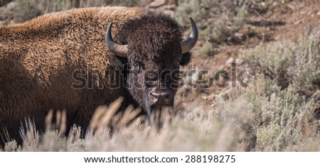 A large male bison looks over a hill at photographer