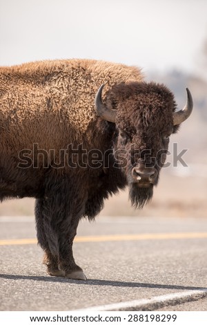 A male bison stops in the middle of the road to look at photographer