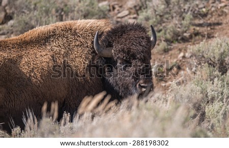 A large male bison looks over a hill at photographer