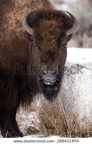 A bison stops scratching his head on a rock to look at photographer; full face view