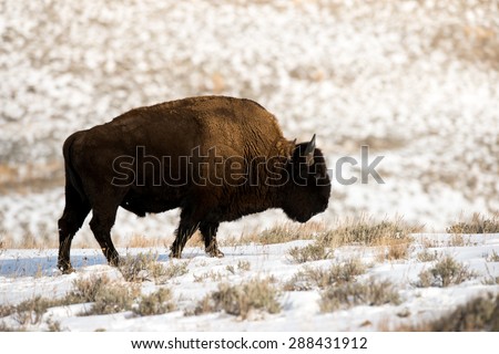 Bison walking down the road in Yellowstone National Park in the winter; full body profile