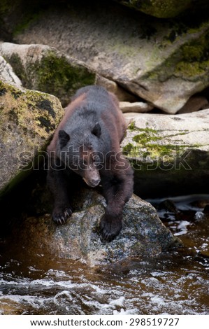 Fishing black bear standing at the edge of a river