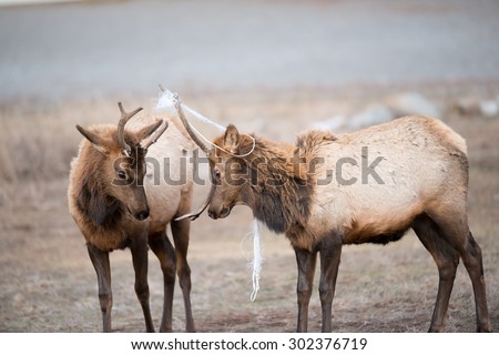 Two young spike bull elk interacting with each other; one with a rope stuck in its antlers