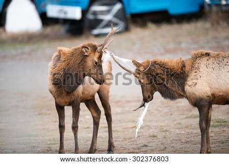 Two young spike bull elk interacting with each other; one with a rope stuck in its antlers