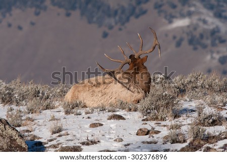 A bull elk lying down on an overlook, scratching his back with his antler; mountains in the background; snow on the ground; large antlers