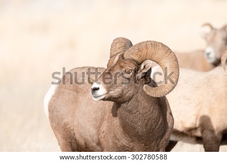 Close up of an alert big horn ram with ewes in the background