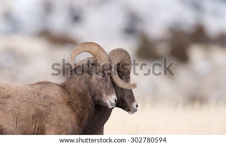 Two male big horn sheep standing together, heads and horns touching