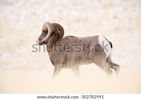 A male big horn sheep profile; walking; facing to the left; full body profile