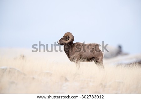 Profile portrait of a male big horn sheep (ram); full body profile