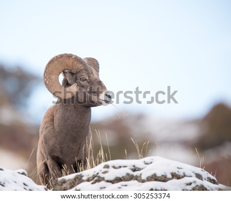 A full curl male big horn sheep looking to the right from above photographer; blue sky background