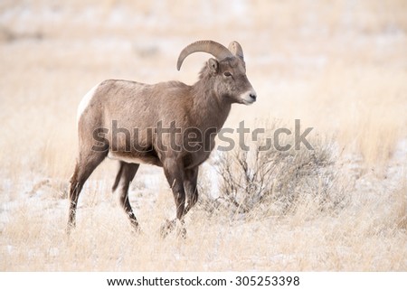 A young big horn sheep ram walking into the frame from the left; facing right; full body; motion