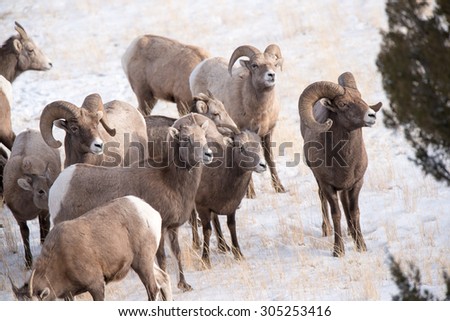 A band of big horn sheep below looking up at another band of sheep