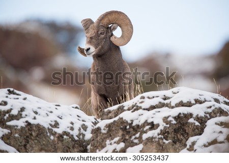 A male big horn sheep peers over a rock and looks down for any approaching danger