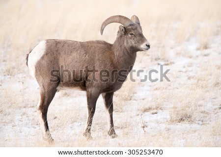 A young big horn sheep ram; full body profile view
