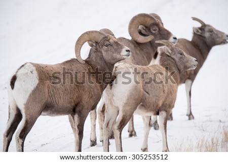A band of big horn sheep with two rams and two ewes; looking up toward more big horn sheep; looking the same way