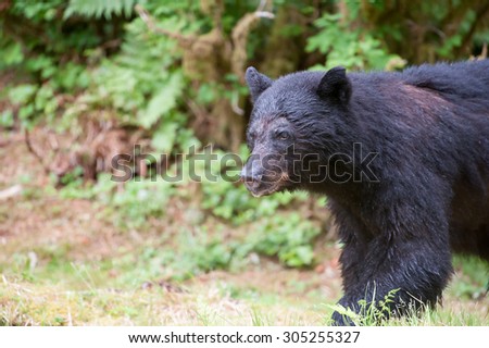 A black bear walking into the picture from the right; facing left