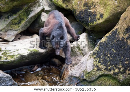 A black bear descends some rocks in order to get to the river and fish for salmon