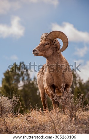 A big horn sheep ram standing on a hillside looking left; blue sky and clouds in the background
