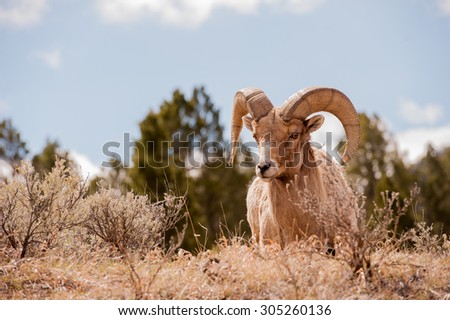 A ram big horn sheep as he approaches photographer over a hill; blue sky and clouds in the background; landscape layout