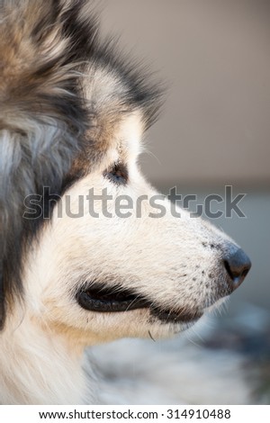 Profile of an Alaskan Malamute dog looking intently at another dog in the distance; close up
