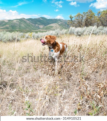 A dog hiking in the mountains in the summer stops to take a rest; bird dog; tongue out; panting