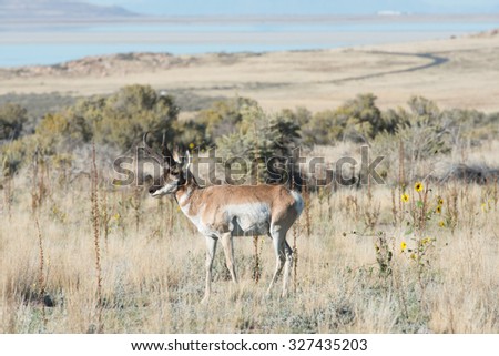 Alert male pronghorn watching for predators; profile view facing left; full body profile; grass and blue sky in background