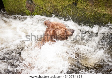 A mother grizzly in a river looking for salmon; surrounded by rapids