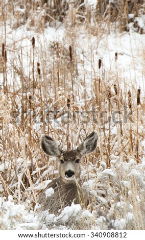 Portrait of a mule deer doe laying in snow covered grass; chewing on grass; grass hanging out of mouth