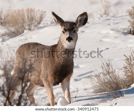 A mule deer standing in the snow with a trail behind him; looking at photographer