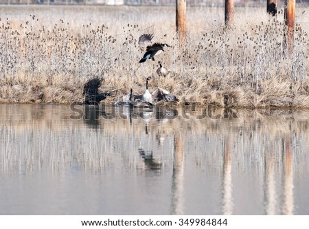 Male Canada geese fighting over territory and females; one male is attempting to chase the other male away