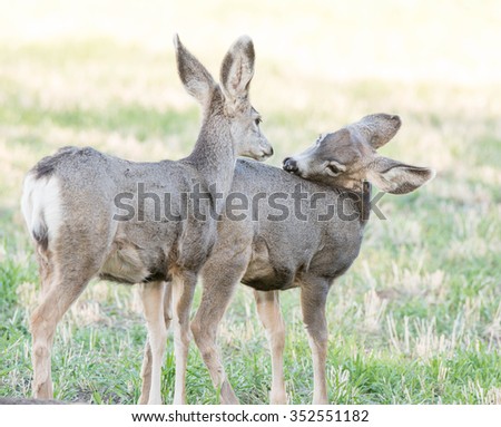 Two young mule deer interact with each other