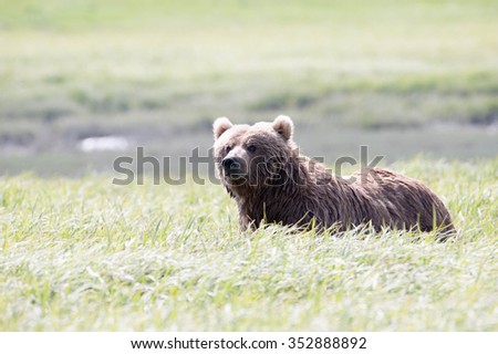 A brown bear in a field of sedge grass looking at photographer; full body