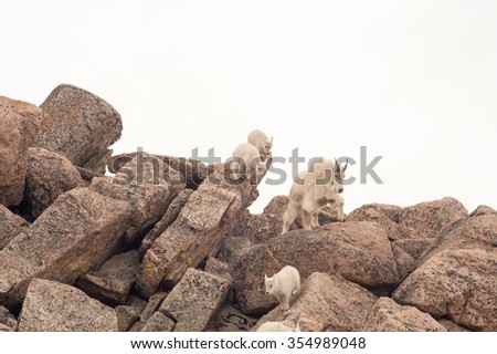 Nanny mountain goat leading the way down a steep rock cliff with kids following