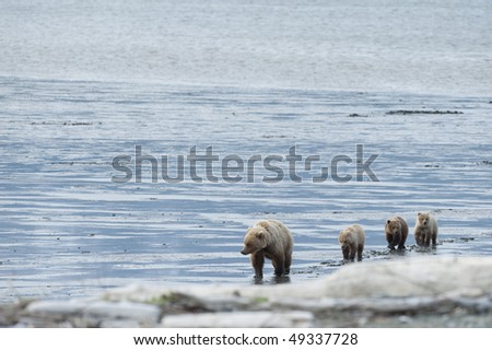 Brown bear mother with her three cubs.