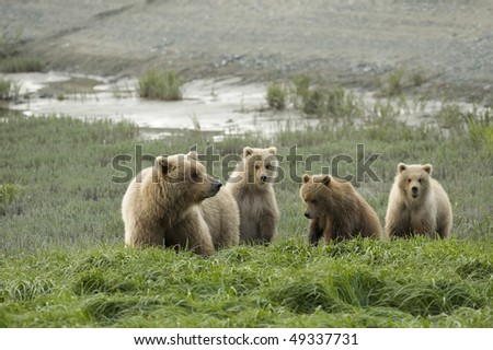 Brown bear mother with three curious cubs.
