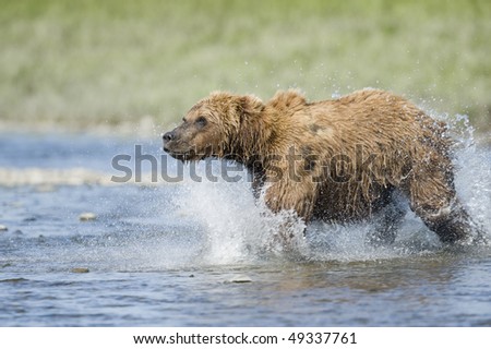 Bear running toward salmon rising out of the water.