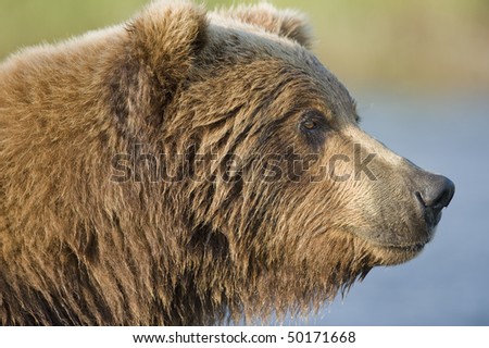 Brown Bear Profile