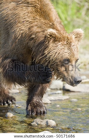 A brown bear scratching his chin while looking for salmon.