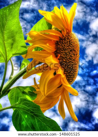 Giant back-lit sunflower in the sky with white clouds.