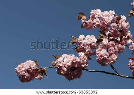 cherry tree lane mary poppins. Compass Cherry Tree
