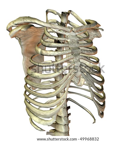 Human Bone Structure Stock Photo 49968832 : Shutterstock