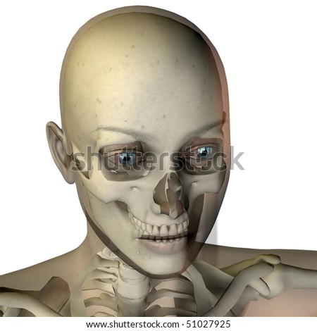 Head Bone Structure Stock Photo 51027925 : Shutterstock
