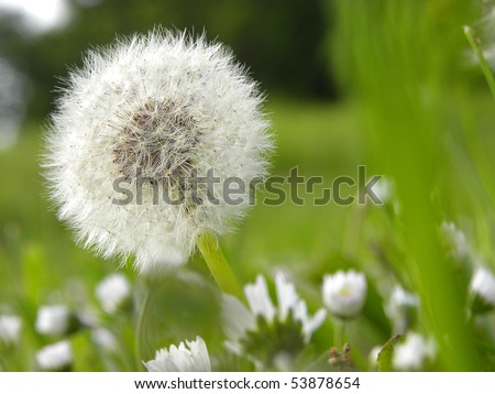Admission of a withered dandelion plant - also â??breath flowerâ?� mentioned