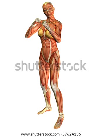 stock photo 3D rendering of the muscle in a woman in boxing pose