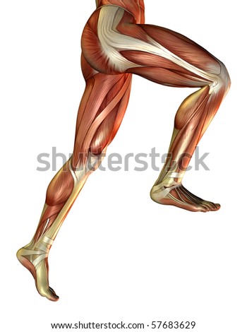 male leg muscles