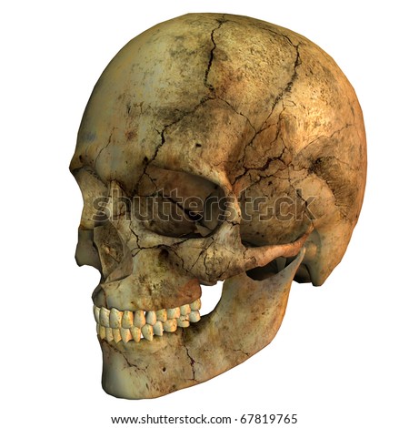 human skull side view. of a human Skull side view