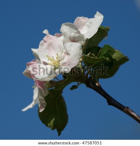 White flowering pear tree, Pear Blossom,  in front of blue skye.