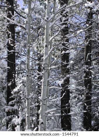 An aspen and pine forest after a winter storm.